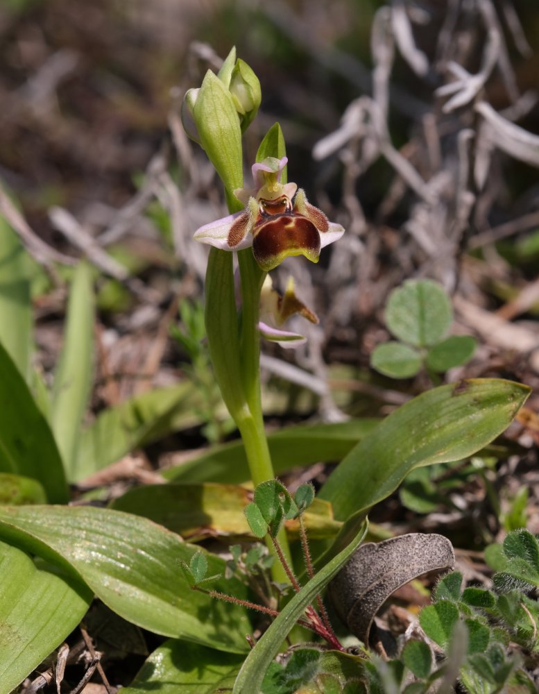 Orchidee di Marzo - Dalla Grecia con passione